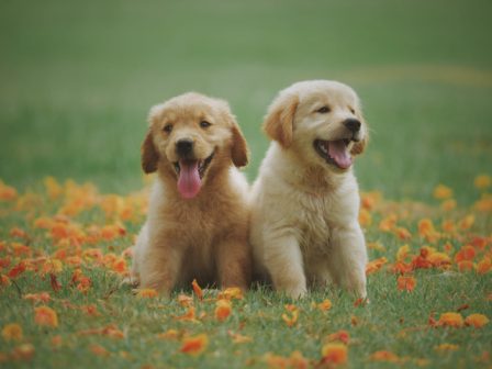 golden retriever puppies in bangalore for adoption, golden retriever for free bangalore, golden retriever for mating in bangalore, buy golden retriever bangalore, golden retriever puppies in bangalore, golden retriever in bangalore, golden retriever in bangalore price, golden retriever in bangalore online, golden retriever cost in bangalore
