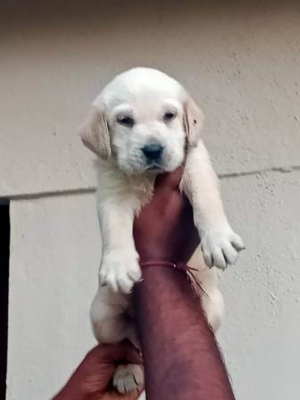 pure breed labrador puppy