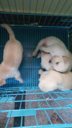 puppies relaxing in kennel