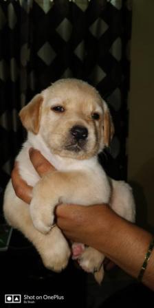 Labrador Retreiver puppy for sale| Bangalorepups