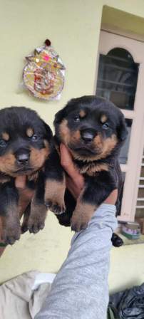 Rottweiler puppy for sale| Bangalorepups
