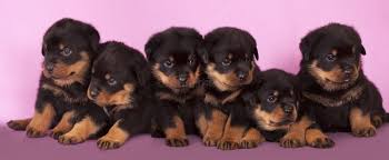 rottweiler breeders bangalore, rottweiler puppy price bangalore, rottweiler puppy price in bangalore, rottweiler puppy cost in bangalore, rottweiler puppy for sale bangalore