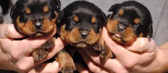 rottweiler puppy in bangalore, rottweiler breeders in bangalore, cost of rottweiler puppy in bangalore, rottweiler puppies online bangalore, how much should i pay for a rottweiler puppy in bangalore, rottweiler dog sale in bangalore