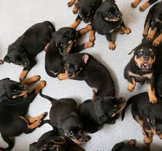 rottweiler dogs for sale in bangalore, buy rottweiler puppies in bangalore, show quality rottweiler puppies for sale in bangalore, rottweiler for sale bangalore, rottweiler puppy sale in bangalore, rottweiler for sale in bangalore